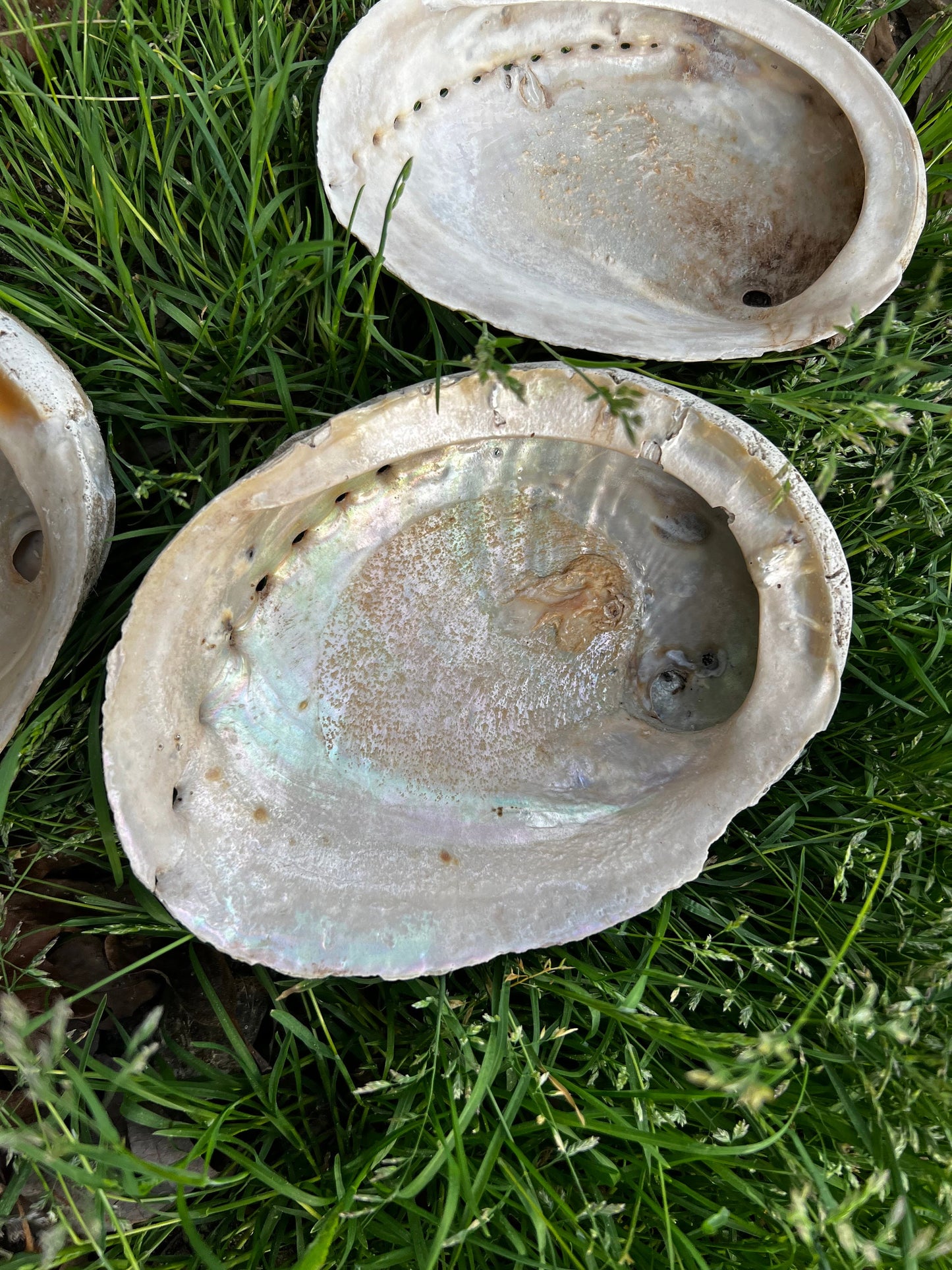 Large Abalone Shell