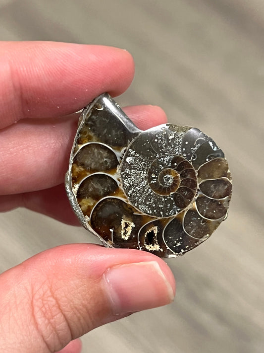 Ammonite Crystal | Fossilized Ammonite